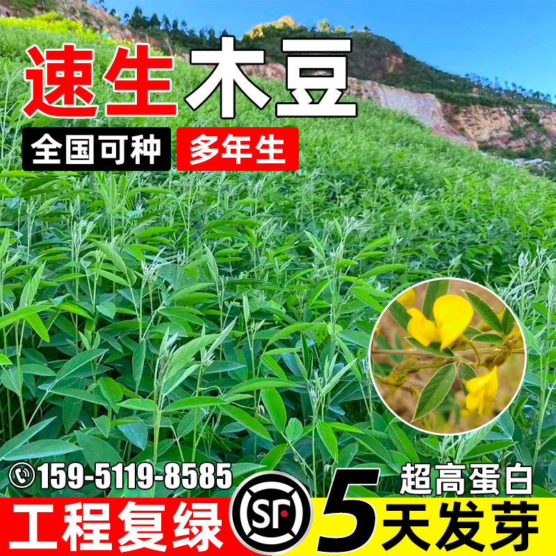 速生木豆种子多年生护坡固土草籽工程复绿荒山绿化水土保持草种籽