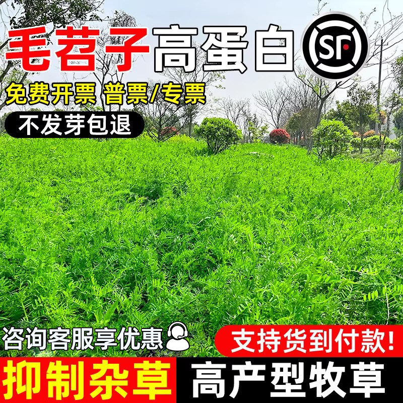 毛绍子果园绿肥箭舌野豌豆四季青