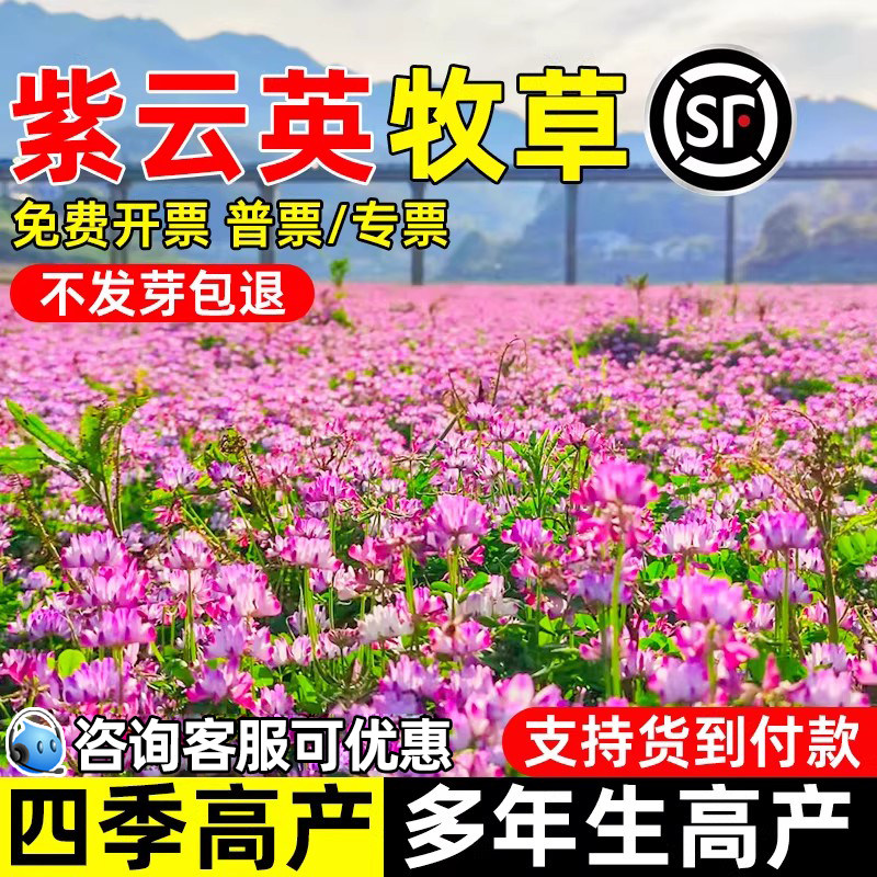 紫云英种子果园绿肥四季牧草高产