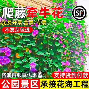 牵牛花花籽循环开花花卉种子公园景区花海工程野花组合爬藤花种籽