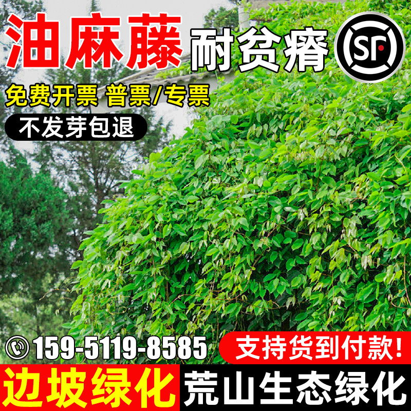 油麻藤种子边坡绿化护坡固土爬藤