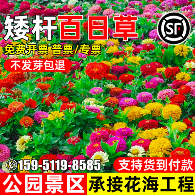 百日草花种籽公园景区花海百日菊