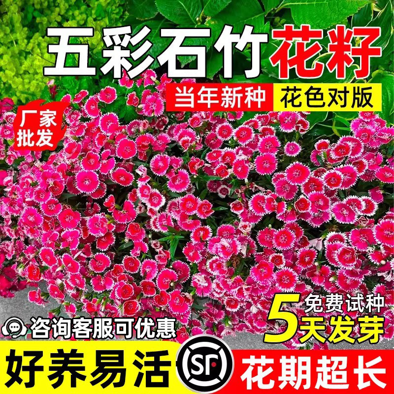 五彩石竹花籽易成活四季播种庭院