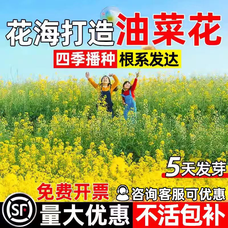 油菜花种子观赏花海食用高产菜籽