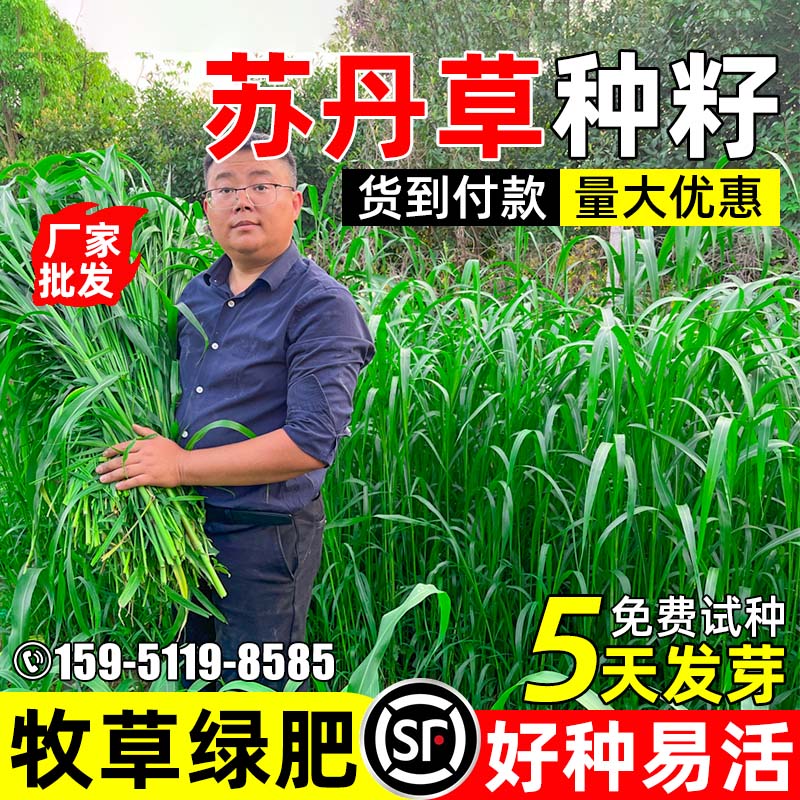 苏丹草四季牧草畜牧喂养鱼草种子
