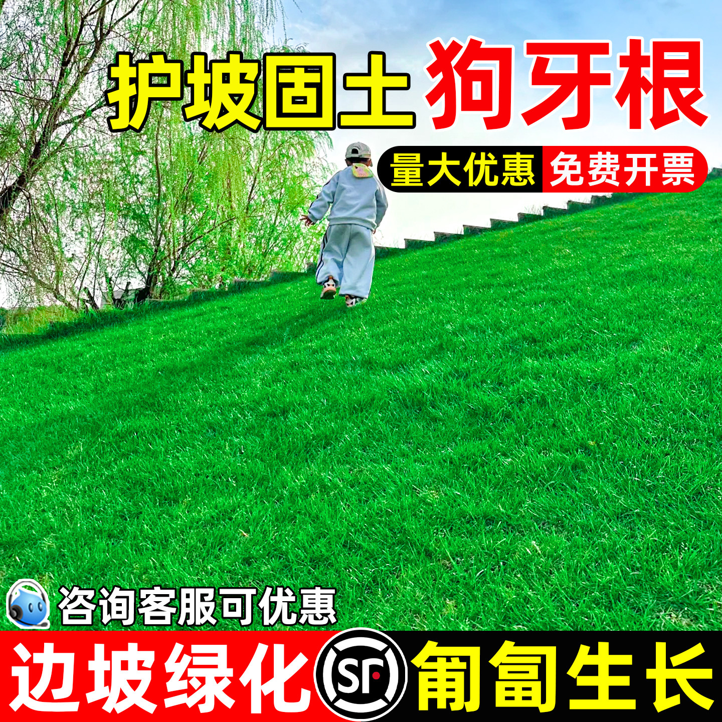 狗牙根草籽耐热护坡固土边坡绿化