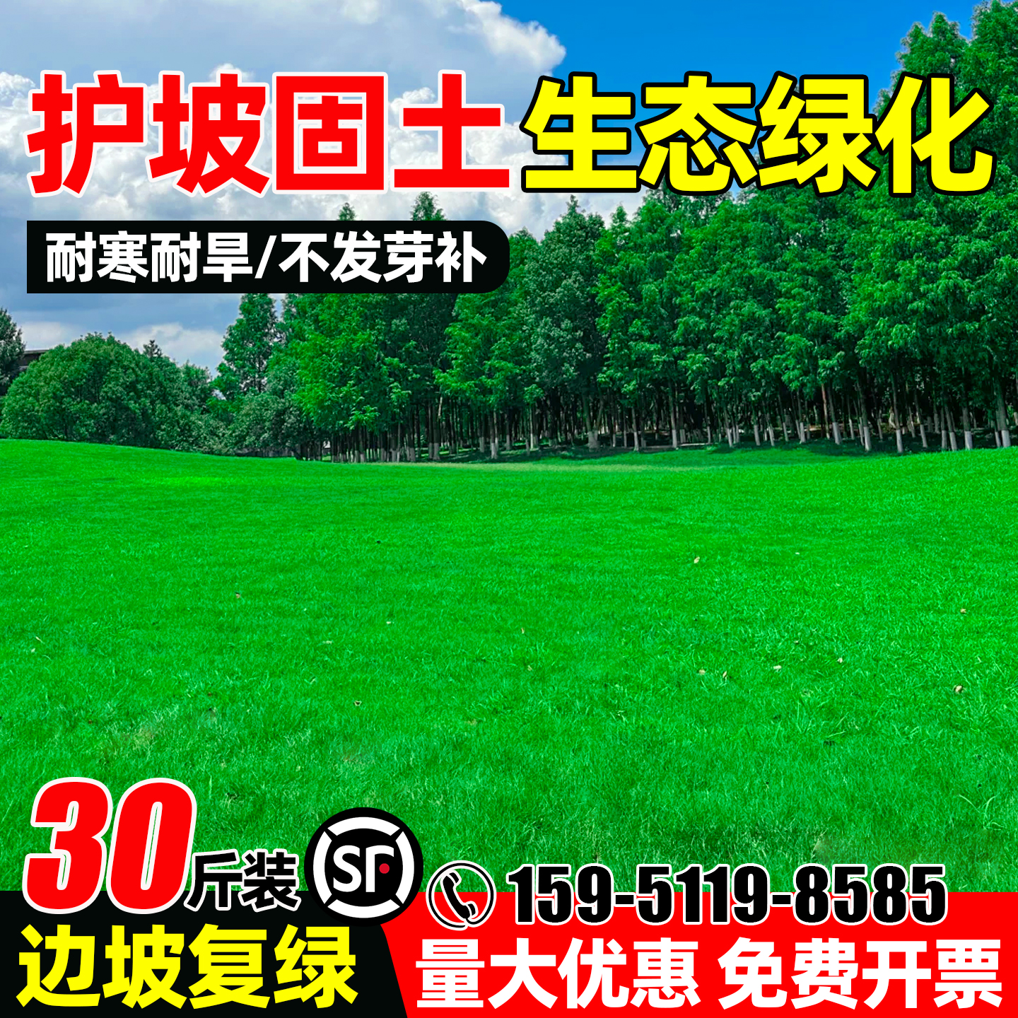 草坪草籽四季常青护坡固土绿化