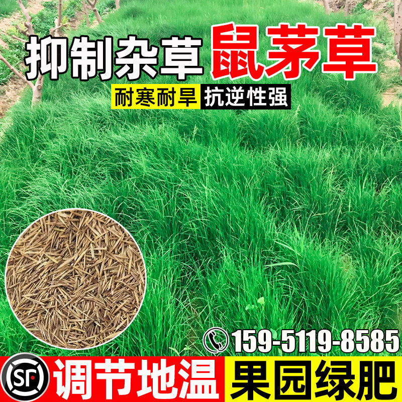 鼠茅草种籽果园绿肥固氮改善土壤