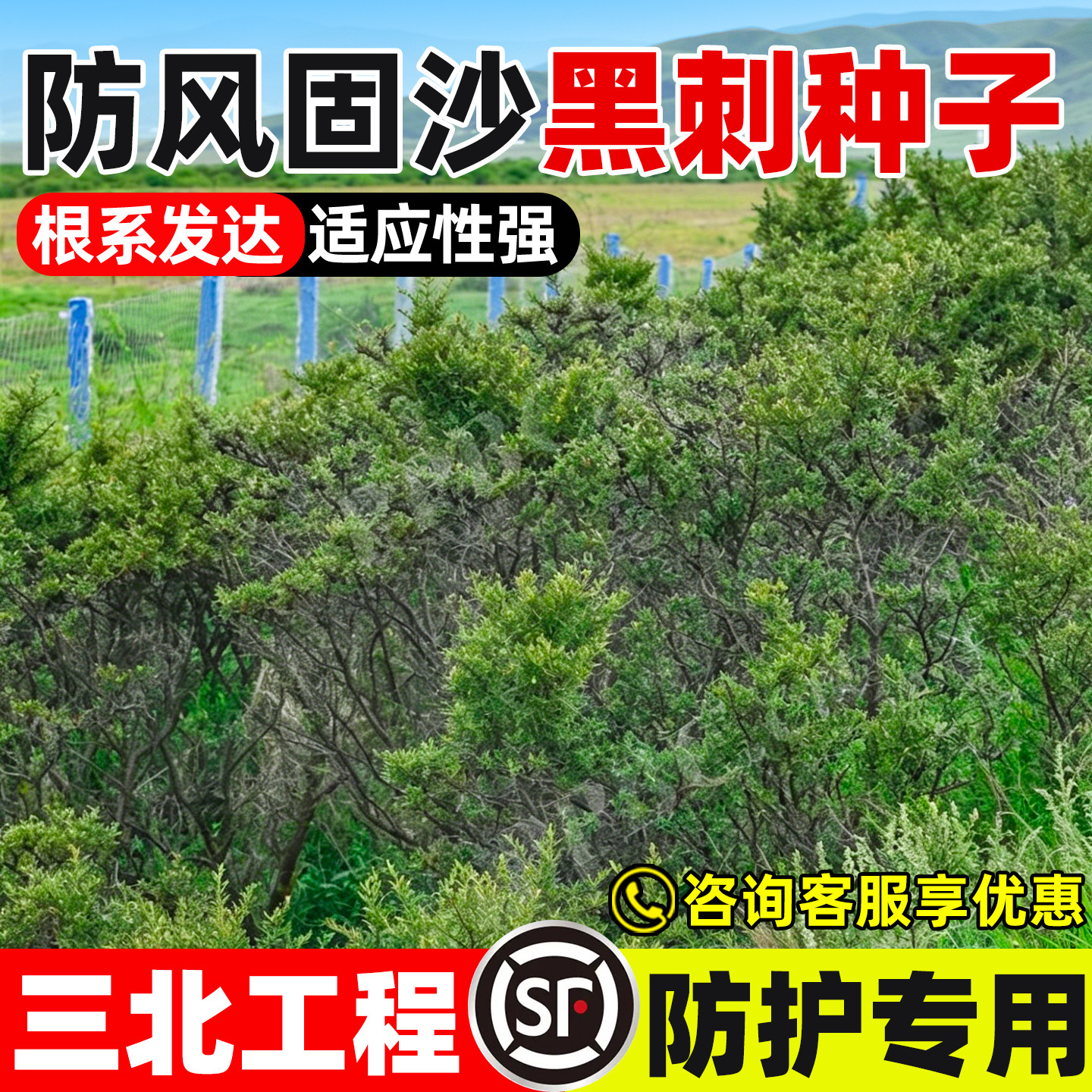 黑刺种子生态工程绿化防风固沙