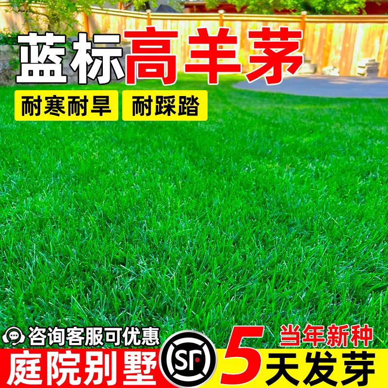 高羊茅草籽四季青耐踩踏庭院别墅