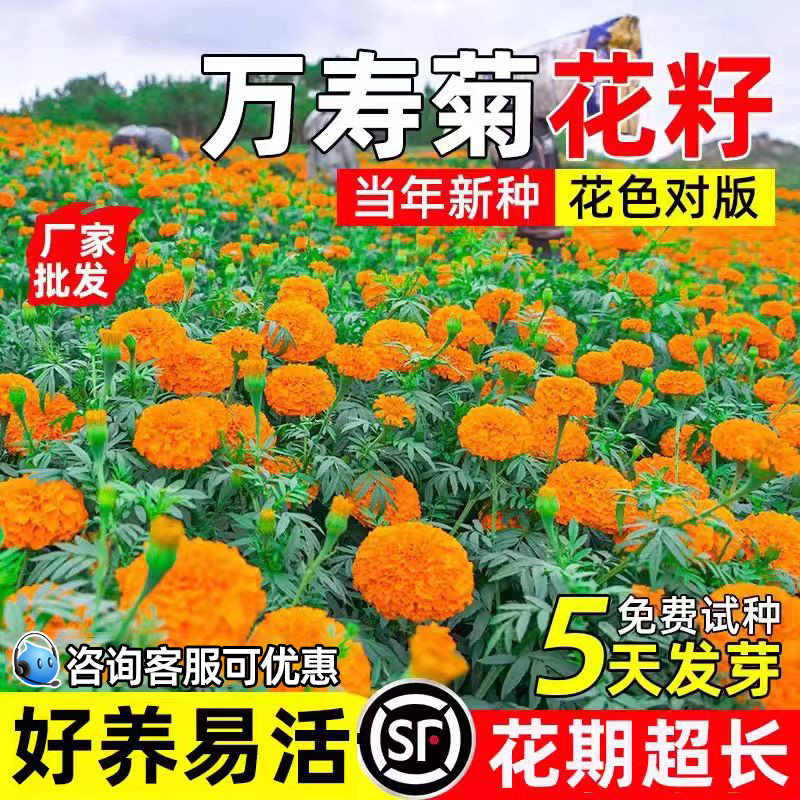 万寿菊花籽四季播种花海野花组合