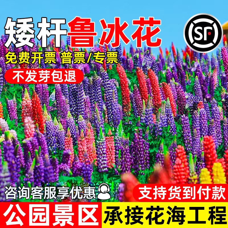 鲁冰花种籽四季播种公园景区花海