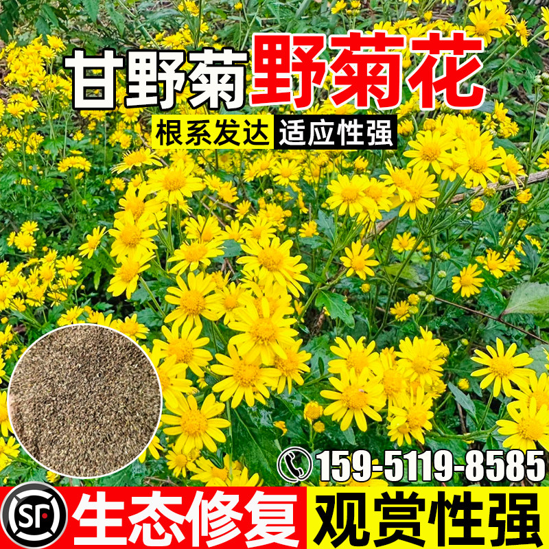 野菊花花籽公园景区绿化观赏花海