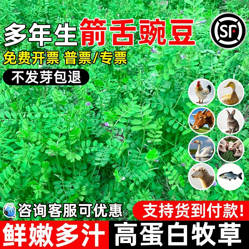箭舌豌豆四季高产高蛋白畜牧养殖