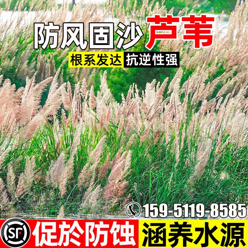 芦苇种子多年生净化水质护坡固土
