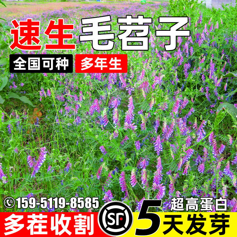 光叶紫花苕子果园绿肥牧草籽草籽