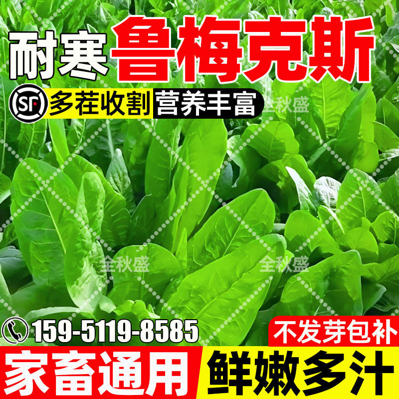 鲁梅克斯四季高产畜牧养殖高蛋白