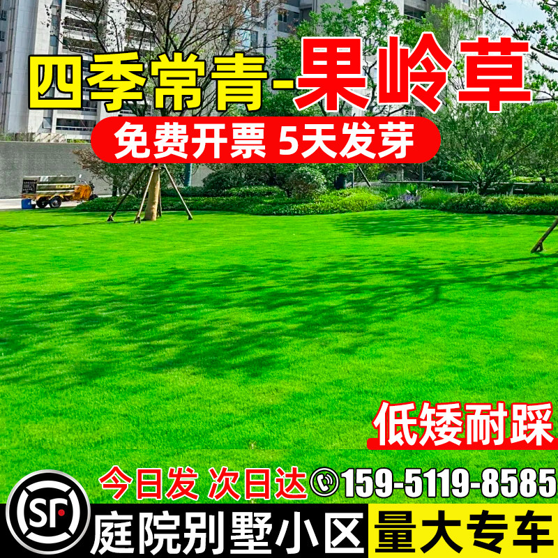 果岭草草坪种子四季常青庭院别墅