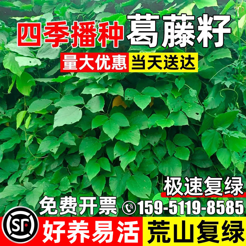 葛藤种子藤本植物四季青边坡绿化
