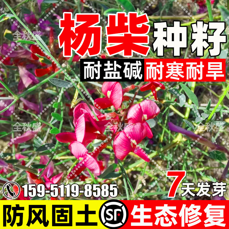 杨柴防风固沙生态修复荒漠绿化