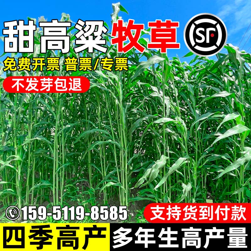 甜高粱畜牧养殖牧草种子四季高产
