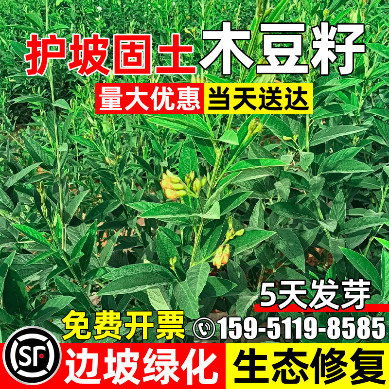 木豆种子多年生护坡固土草籽耐寒耐旱荒山工程绿化生态修复草种籽