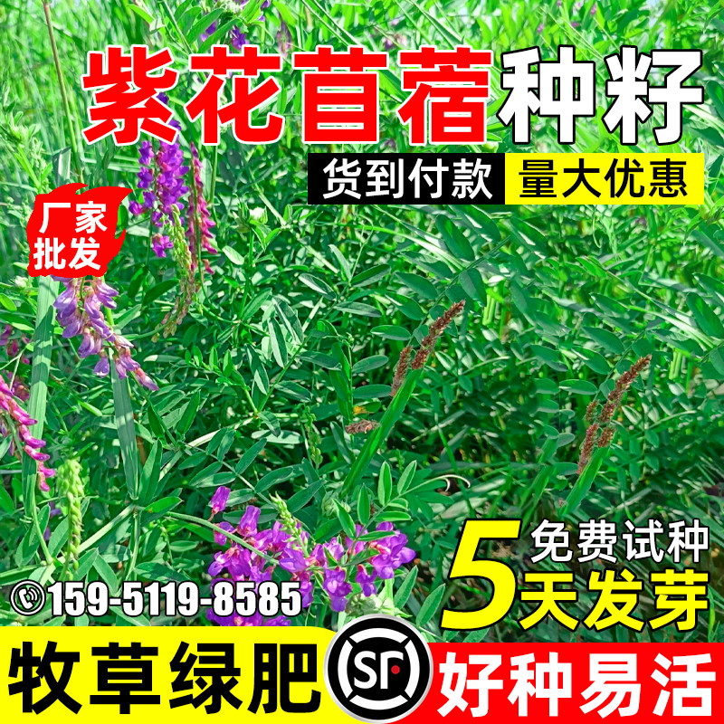 紫花苜蓿多年生苜蓿种籽四季常青