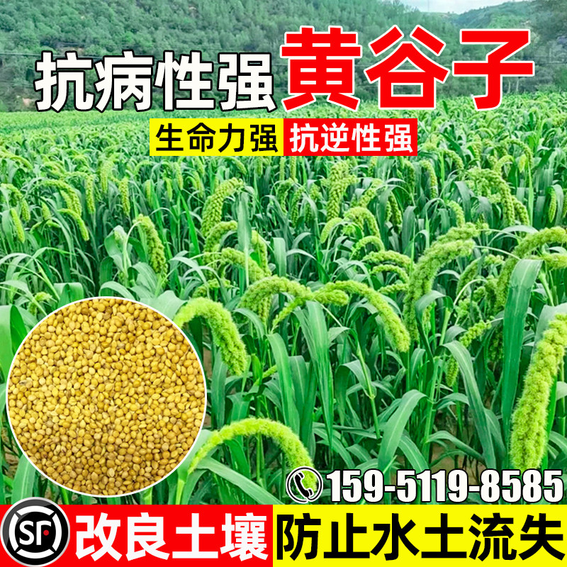 黄谷子小米粮食生态改善水土保持