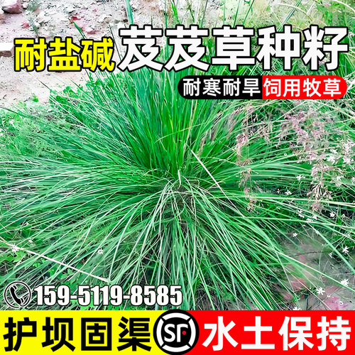 芨芨草种子防风固沙护坝固渠绿化