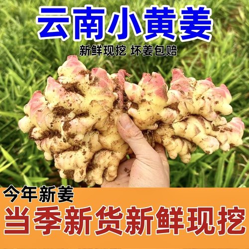 嫩姜新鲜仔姜云南小黄姜生姜5斤腌制泡姜农家老现挖罗平旗舰店10