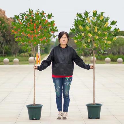 四季桂花苗原生高杆金桂天香台阁沉香大型花卉桂花树苗庭院地盆栽