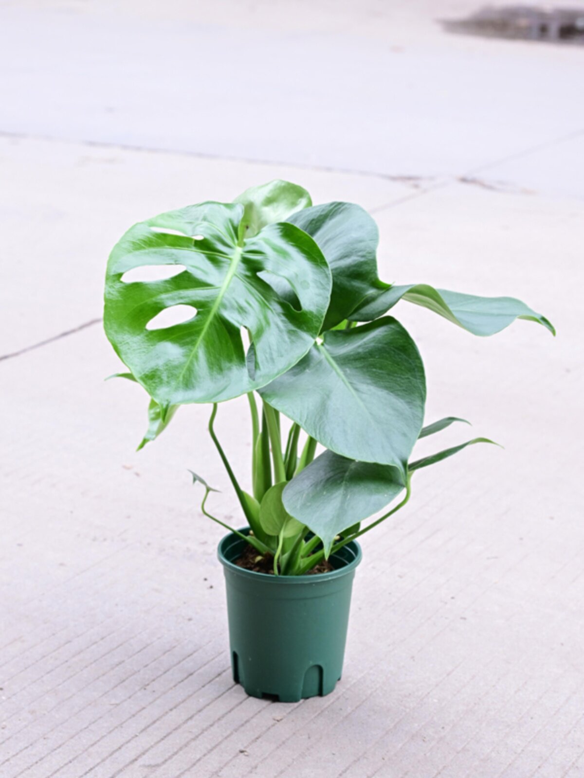 龟背竹大型盆栽绿植室内客厅吸甲醛净化空气四季常青大叶水培植物