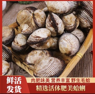 毛蚶血蛤鲜活赤贝新鲜小海鲜贝类水产鲜活大毛蛤蜊花甲野生大雪蛤