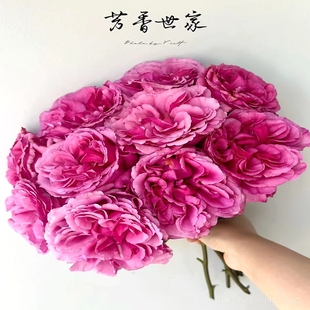 苗 超新品 伊芙芳香世家浓香粉色直立切花玫瑰 大花四季 种植月季
