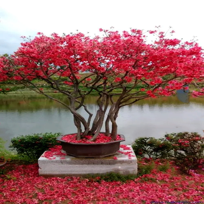 双季映山红树苗当年开花毛杜鹃花