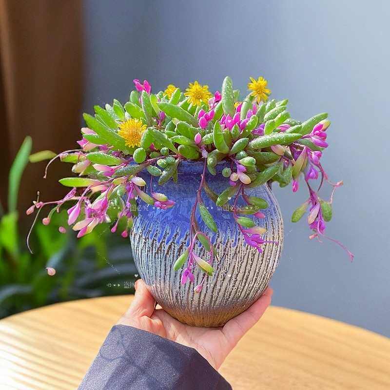多肉植物【彩色紫玄月大盆】开花漂亮可吊兰装饰圆叶室内桌面花卉