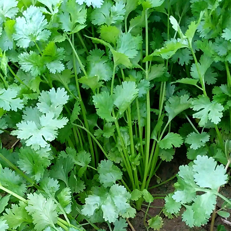 香菜种子大全农家香菜盆栽苗大叶芫荽种四季阳台香菜籽种老品种籽