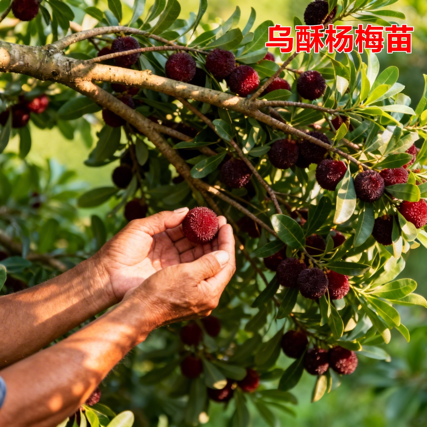 特大乌梅优品种乌酥杨梅树苗嫁接杨梅苗盆栽地栽南方果树庭院大苗