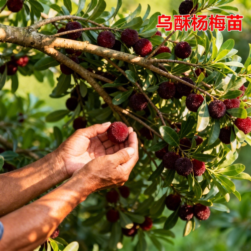 特大乌梅优品种嫁接杨梅苗