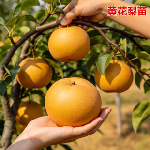 黄花梨树果苗南北方庭院耐寒特大号脆梨苗盆栽嫁接矮化当年结果