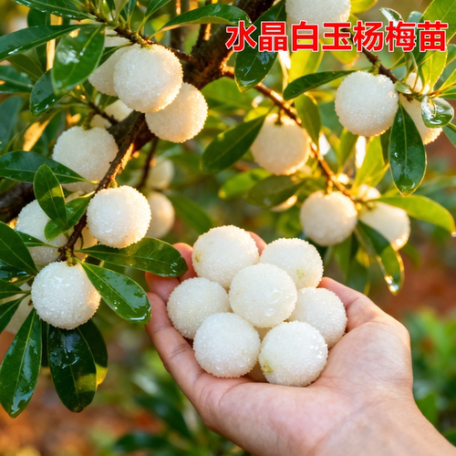 仙居东魁杨梅苗嫁接早熟当年果