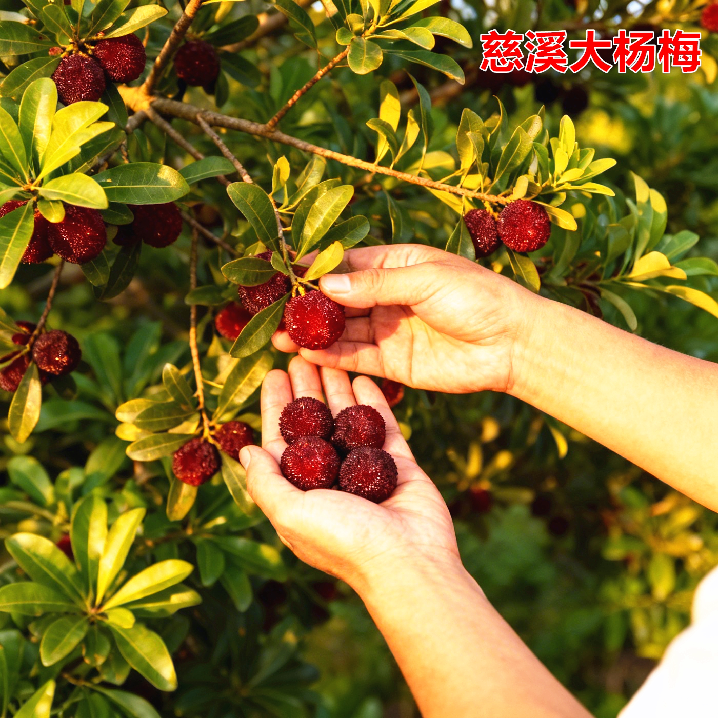 慈溪杨梅嫁接果树苗黑炭东魁