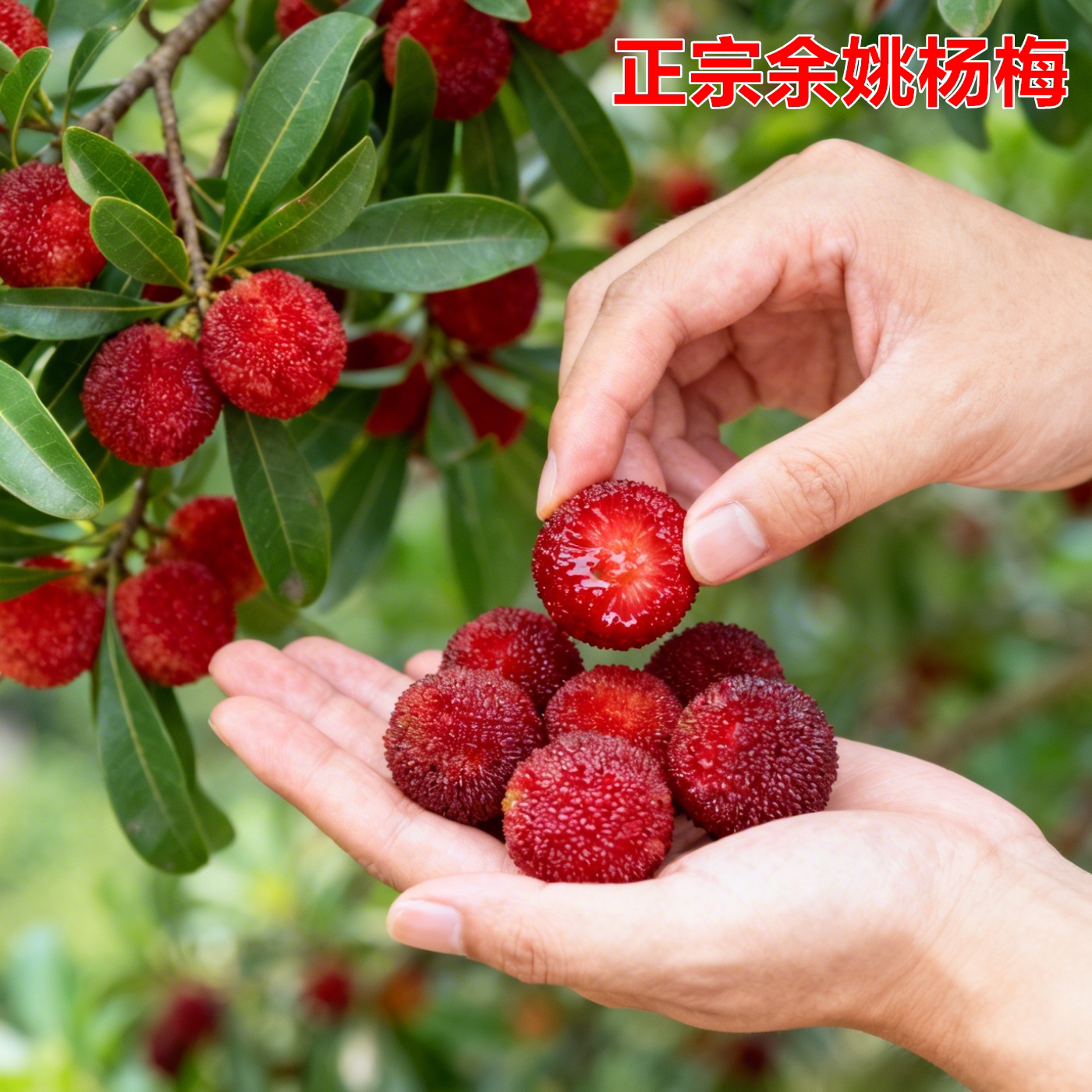 余姚荸荠杨梅树苗盆栽水晶白杨梅东魁杨梅果树苗黑炭杨梅结果苗