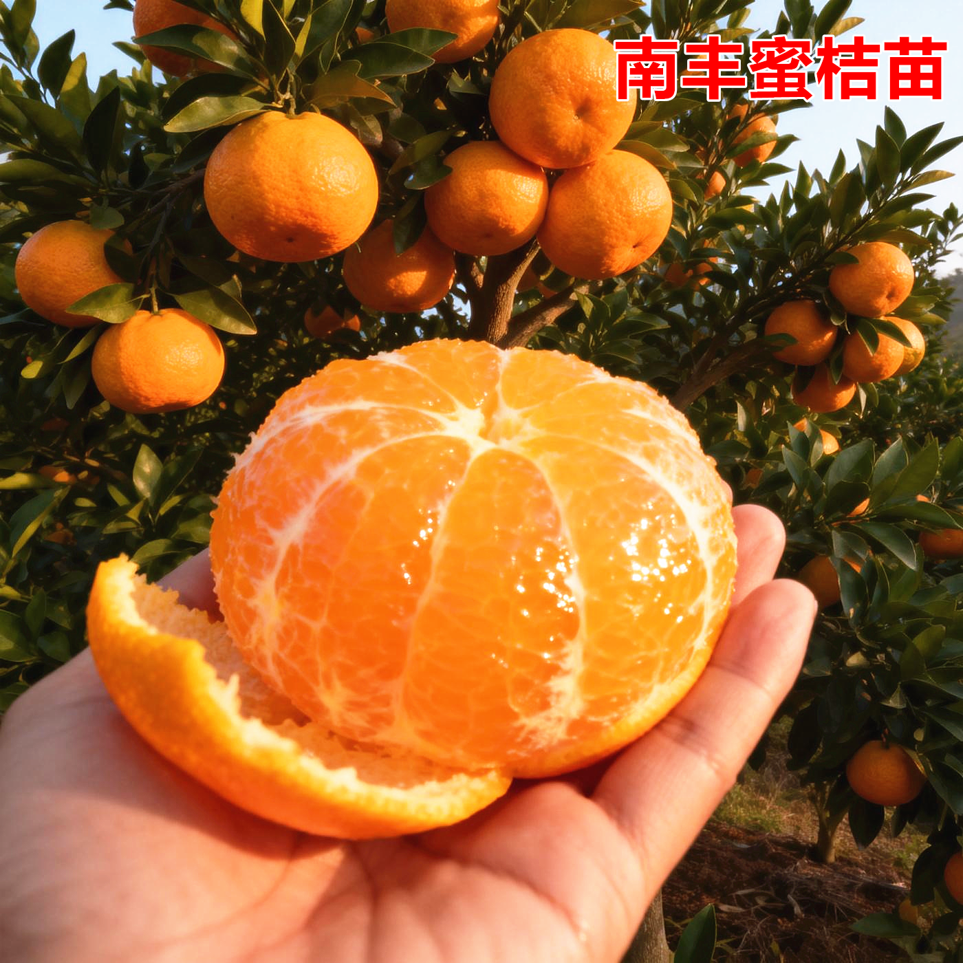 正宗江西南丰蜜桔苗嫁接南丰蜜橘树苗贡桔早熟桔子无核果树苗南方