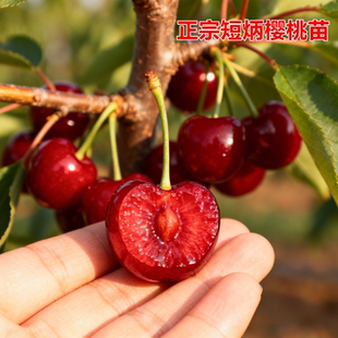 短柄樱桃苗浙江本地老品种正宗樱桃苗南北方地栽盆栽种植当年结果