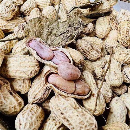 黄皮叶咸干日晒花生广东特产水煮带壳咸干白玉花生休闲坚果小零食