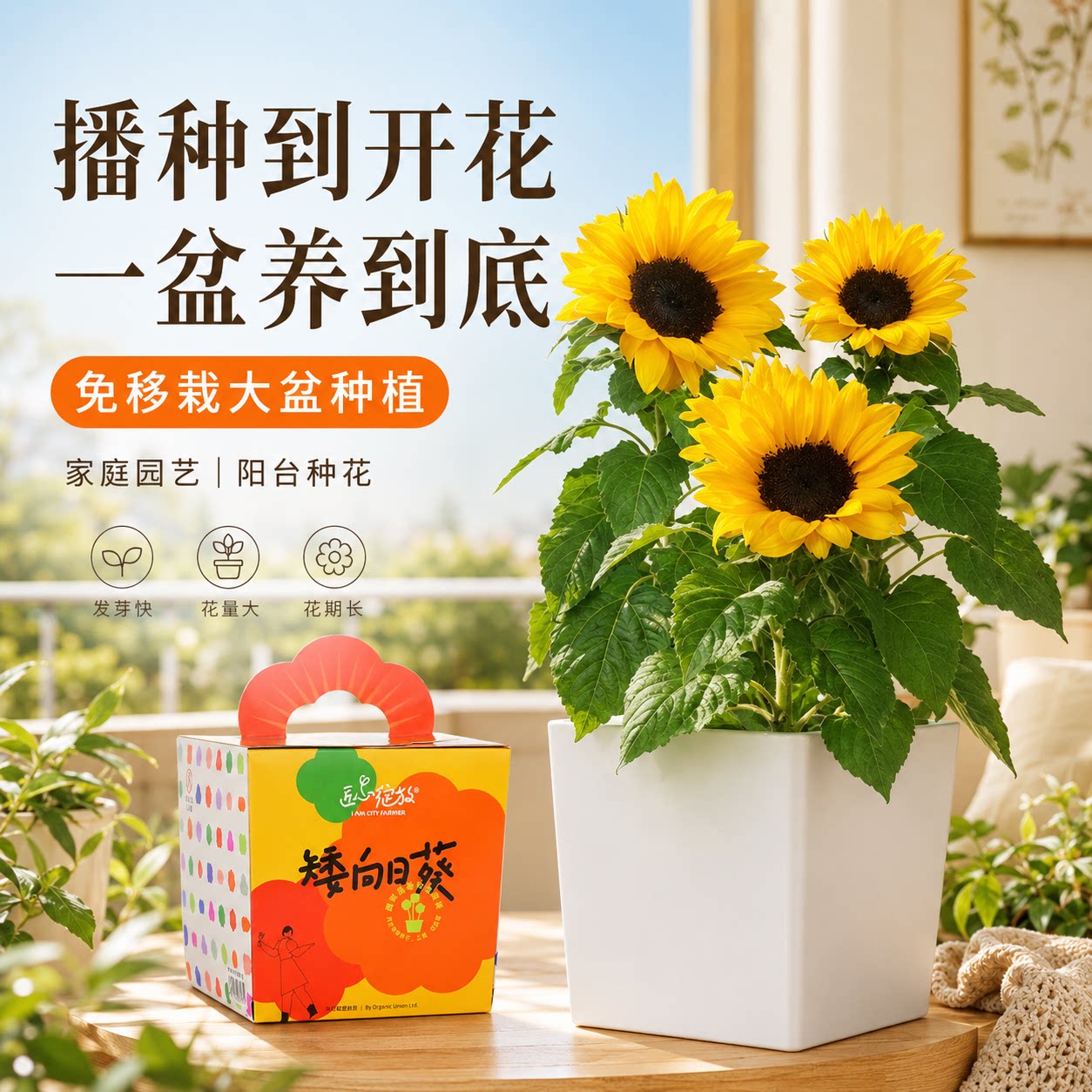 阳台室内亲子DIY花卉盆栽套装