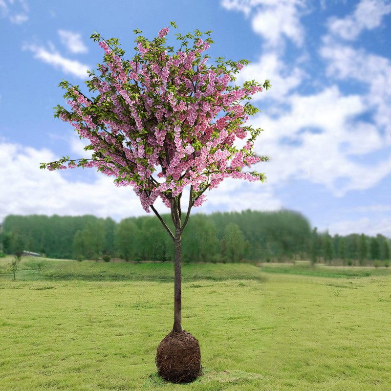 庭院地栽高杆海棠花树苗西府海棠垂丝海棠花耐寒植物花树室外盆栽