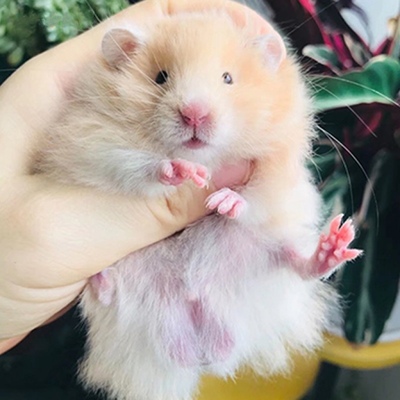 长毛金丝熊稀有仓鼠家养健康包活