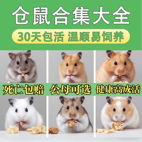 家养仓鼠金丝熊活体易养健康包活
